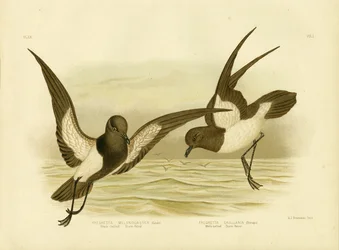Uccello delle tempeste dal ventre nero, 1891